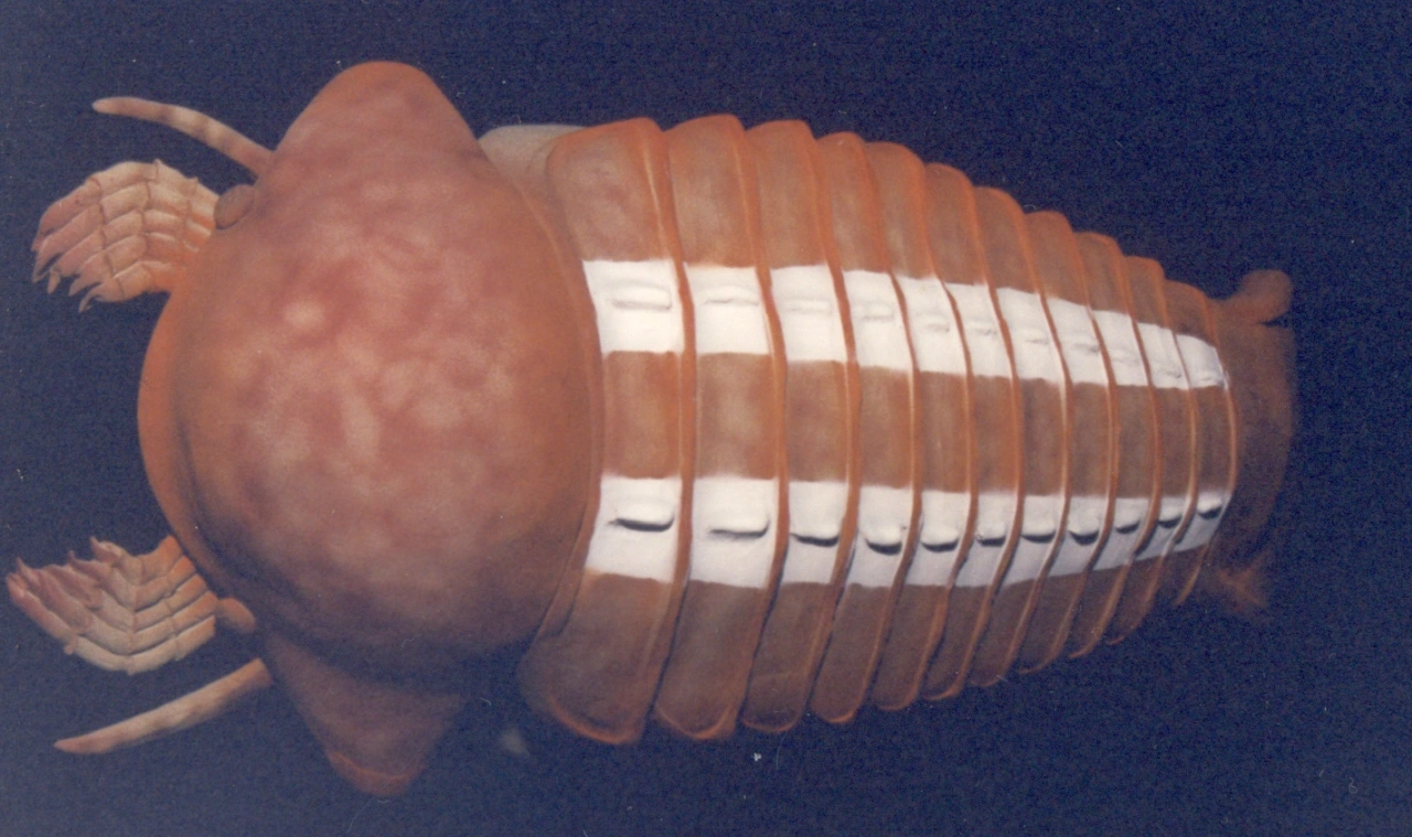 Se añaden bandas blancas.