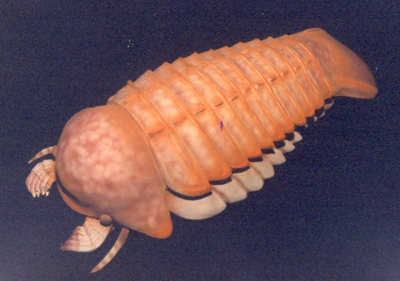 Resaltando colores anaranjados.