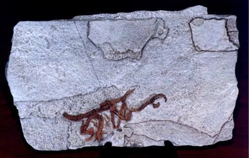 Réplica del fósil de Iberomesornis romerali