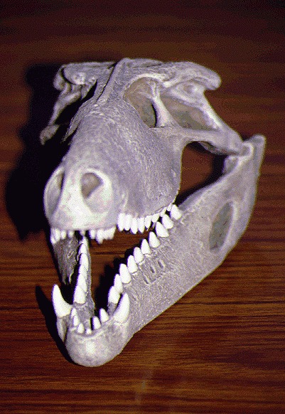 Iberosuchus