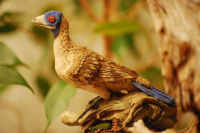 Iberomesornis%20romerali