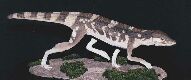 Crocodiliforme de las Hoyas