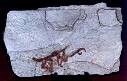 Réplica fósil Iberomesornis