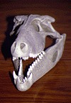 Iberosuchus macrodon