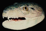 Notosuchus terrestris